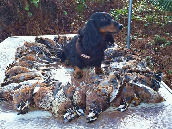 Фотогаллерея охота с таксой фото - 12