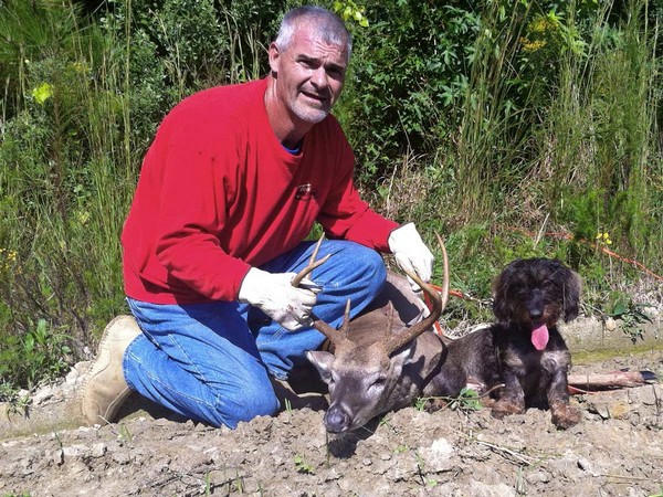 Фотогаллерея охота с таксой фото - 2