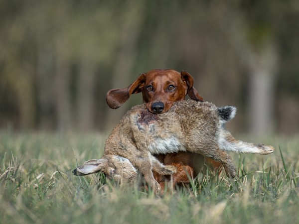 Фотогаллерея охота с таксой фото - 10