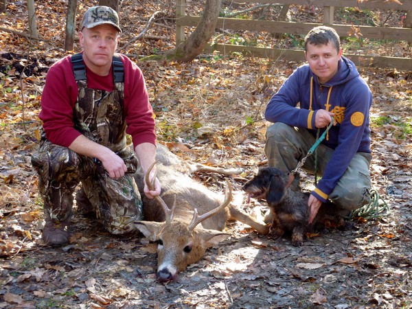 Фотогаллерея охота с таксой фото - 8