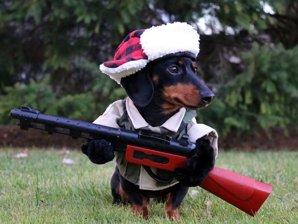 Фотогаллерея охота с таксой фото - 7