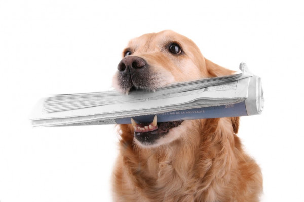 Байден поддержал идею прямых переговоров Зеленского и Путина