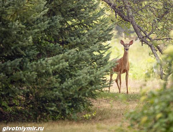 Охота-на-косулю-и-её-особенности-1