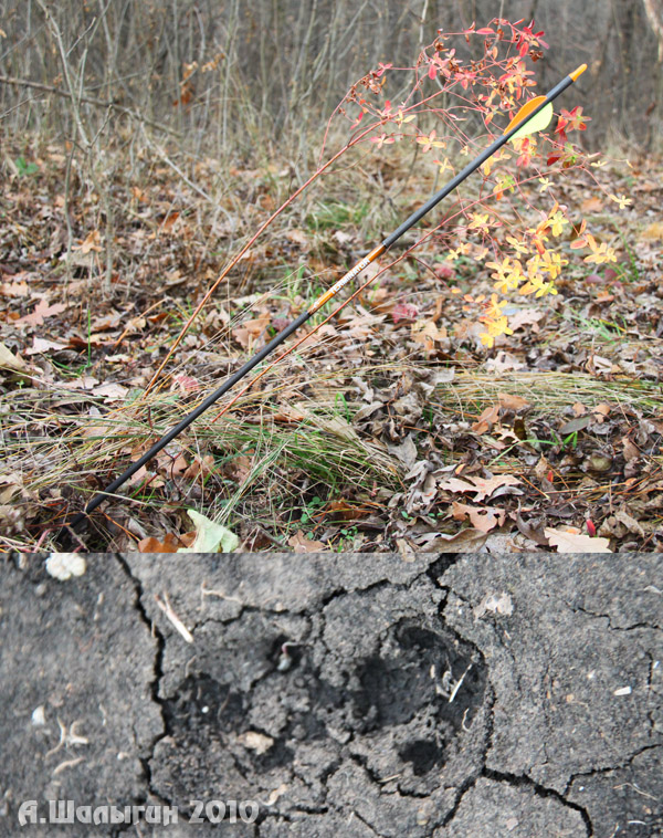 Охота с луком на лису - Андрей Шалыгин