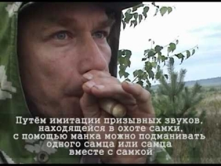 Охота на самца косули с манком