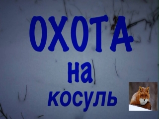 Загонная охота на косулю зимой в забайкалье