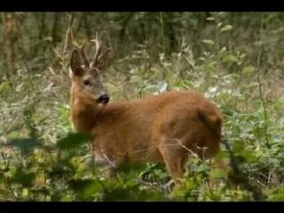 Охота на косулю загоном видео зимой