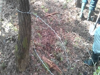 Охота петлями на косулю