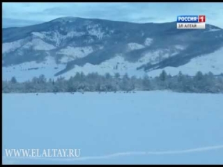 Охота на косулю на алтае видео