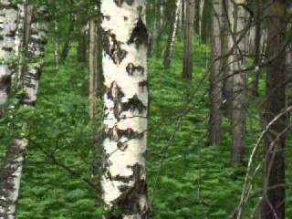 Охота на косулю на солонцах видео