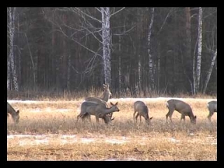 Охота на косулю в дождь