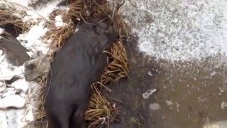 охота на бобра капканами КП-250(в этом видео представлена добыча бобра капканами КП-250. установка капканов производиться в большом бобрятн. 2015-12-29T15:27:49.000Z)