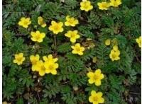 1-10 декабря Астафьевский диктант ответы на вопросы