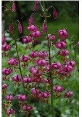 1-10 декабря Астафьевский диктант ответы на вопросы