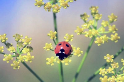 Божья коровка 