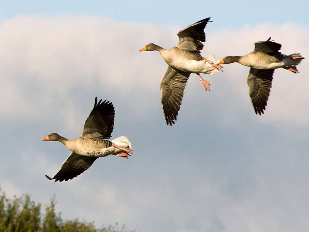 Охота на гуся в Подмосковье 2018