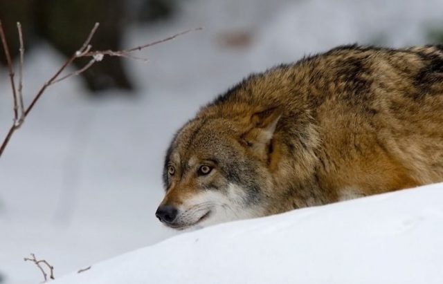 Как охотятся волки