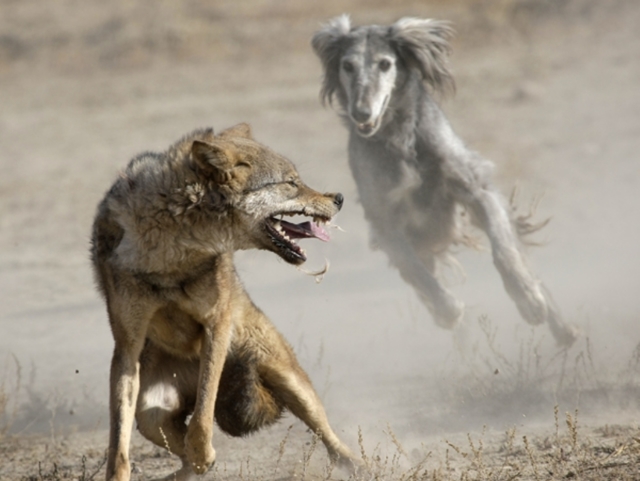 Как охотятся волки