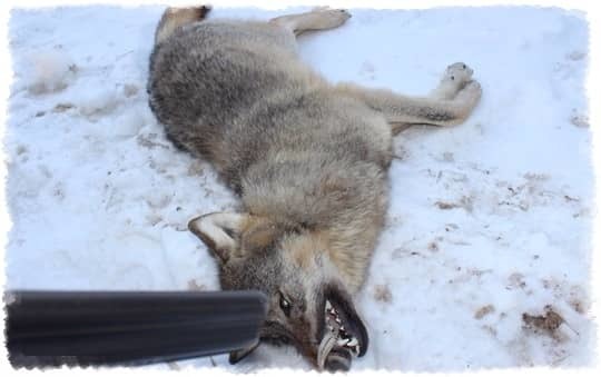 Как охотятся волки