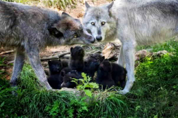 Как охотятся волки