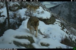 Как охотятся волки