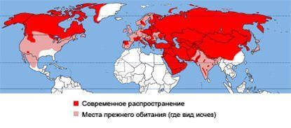 Как охотятся волки