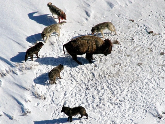 Как охотятся волки