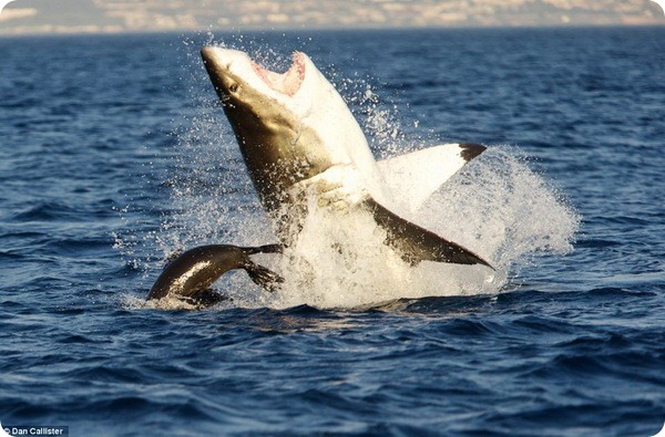 Охота белых акул на морских котиков