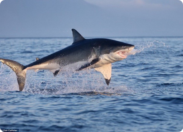 Охота белых акул на морских котиков