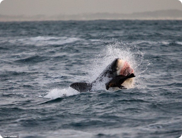 Охота белых акул на морских котиков