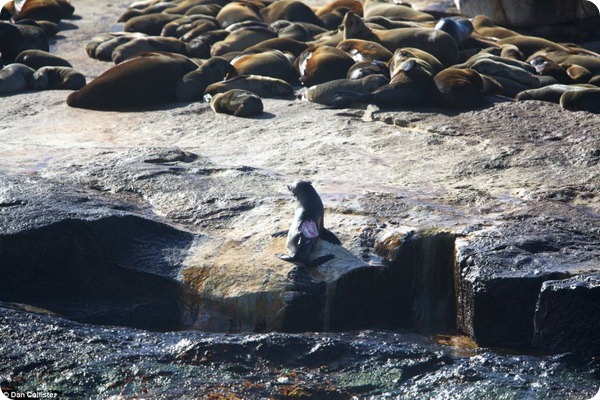 Охота белых акул на морских котиков