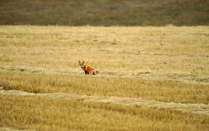 Мышкующая лиса