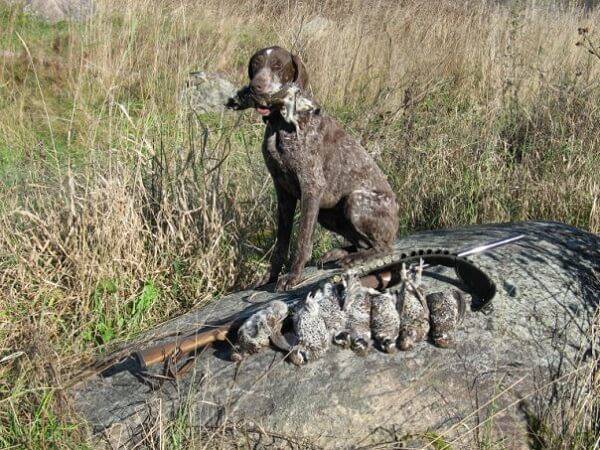 Охота на рябчика