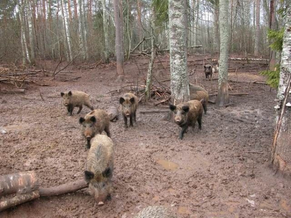 охота на дикого кабана