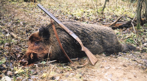 Подстреленный вепрь 