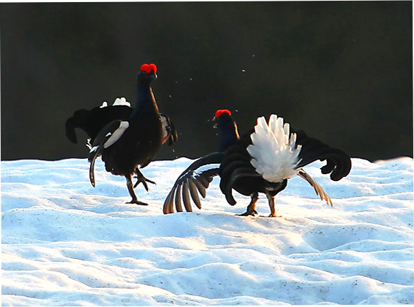 Тетерев зимой