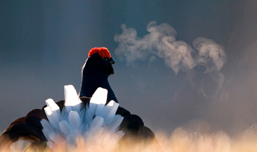 Охота на тетерева