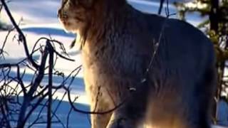 Рысь и зайцы. Удачная охота.(Этот ролик обработан в Видеоредакторе YouTube (https://www.youtube.com/editor), 2016-02-28T02:53:23.000Z)