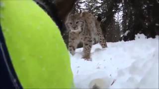 Лайка и Рысь(Youtube канал 