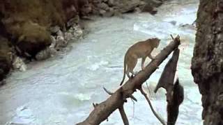 Медвежонок и медведица.m4v(, 2011-12-23T06:02:59.000Z)