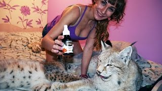 РЕАКЦИЯ РЫСЕЙ НА КОШАЧЬЮ МЯТУ(ССЫЛКА НА МОЙ ИНСТАГРАМ: https://www.instagram.com/katyabobcat/ Вступайте в группу наших рысей (Siberian Lynx) в вк, там публикуем. 2017-01-28T17:47:04.000Z)