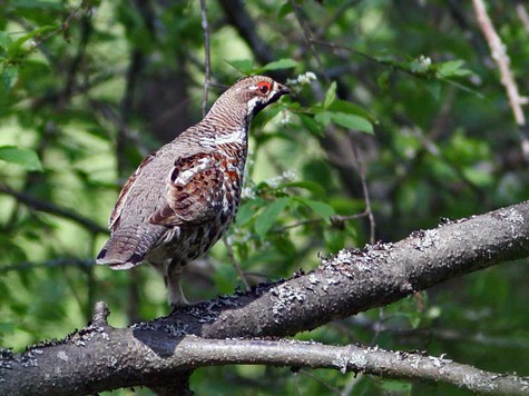 фото: Ашуров Николай