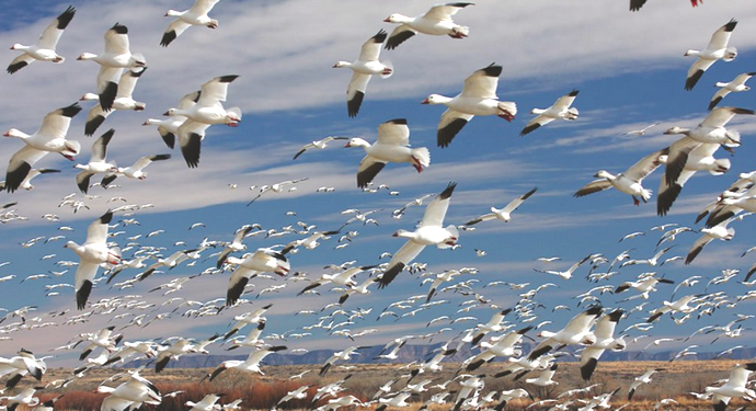 большое количество гусей