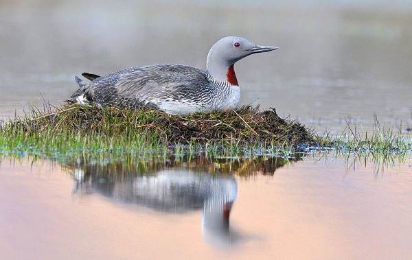 Водоплавающие-птицы-Описание-названия-и-особенности-водоплавающих-птиц-17