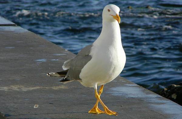 Водоплавающие-птицы-Описание-названия-и-особенности-водоплавающих-птиц-63