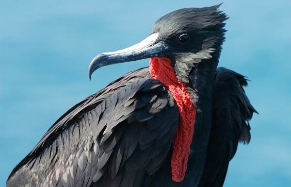 Водоплавающие-птицы-Описание-названия-и-особенности-водоплавающих-птиц-47