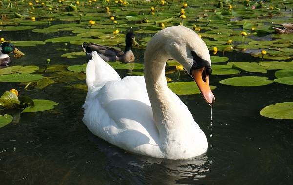 Водоплавающие-птицы-Описание-названия-и-особенности-водоплавающих-птиц-107
