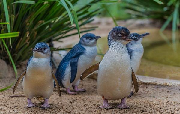 Водоплавающие-птицы-Описание-названия-и-особенности-водоплавающих-птиц-115