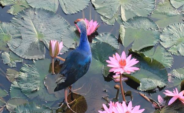 Водоплавающие-птицы-Описание-названия-и-особенности-водоплавающих-птиц-129