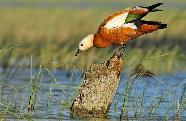 Водоплавающие-птицы-Описание-названия-и-особенности-водоплавающих-птиц-8